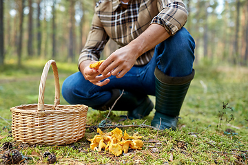 Image showing man with basket picking mushrooms in forest