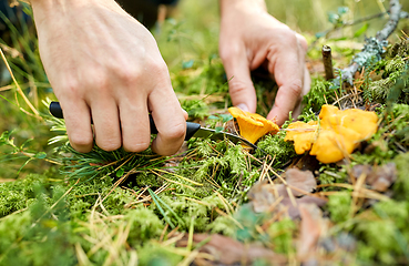 Image showing close up of man picking mushrooms in autumn forest