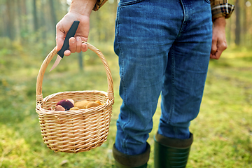 Image showing man with basket picking mushrooms in forest