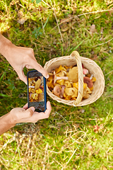 Image showing man with smartphone and mushrooms in basket