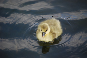 Image showing chick