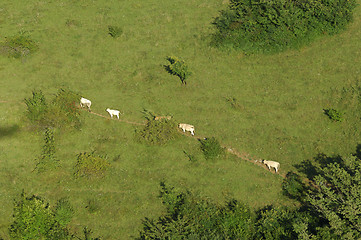 Image showing cows walking on a meadow path
