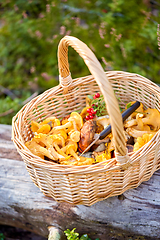 Image showing close up of mushrooms in basket in forest