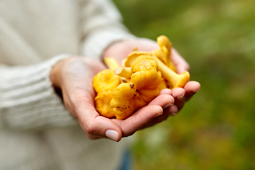 Image showing close up of woman holding chanterelle mushrooms