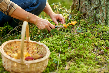 Image showing man with basket picking mushrooms in forest