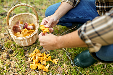 Image showing man with basket picking mushrooms in forest