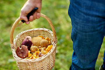 Image showing man with basket picking mushrooms in forest