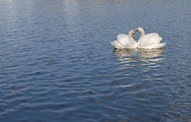 Image showing Swan Couple