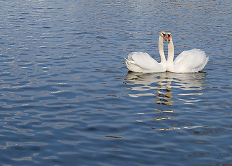 Image showing Swan Couple