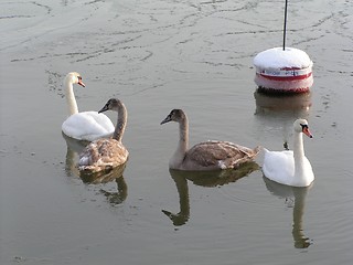 Image showing Swans