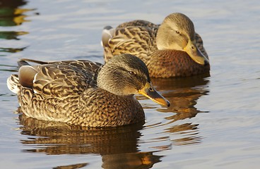 Image showing Mallard in the water. 