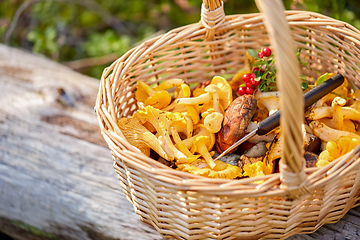 Image showing close up of mushrooms in basket in forest