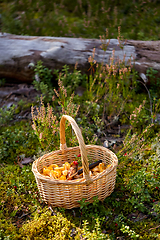 Image showing close up of mushrooms in basket in forest