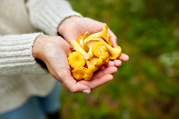 Image showing close up of woman holding chanterelle mushrooms