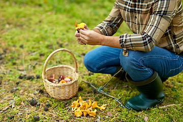 Image showing man with basket picking mushrooms in forest