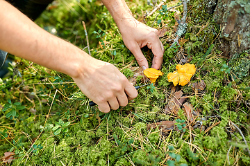 Image showing close up of man picking mushrooms in autumn forest