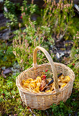 Image showing close up of mushrooms in basket in forest