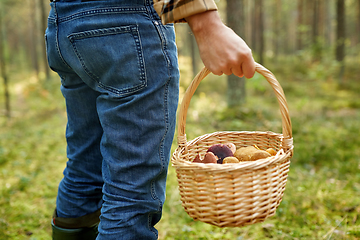 Image showing man with basket picking mushrooms in forest