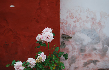 Image showing Roses