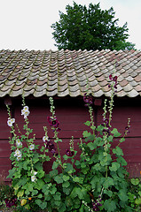 Image showing Hollyhock