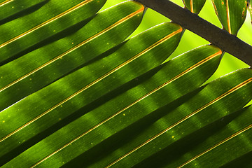 Image showing Palm Leaf