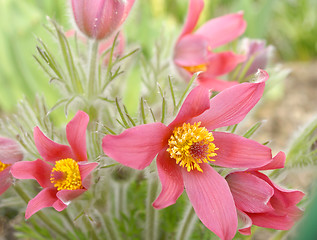 Image showing Pasque-flower