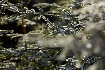 Image showing Pine tree branches covered with snow