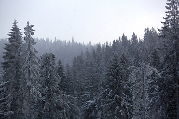 Image showing Winter wonderland with fir trees. Christmas greetings concept with snowfall