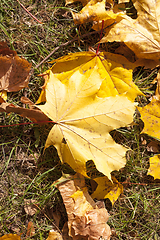 Image showing The fallen maple leaves