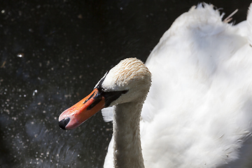 Image showing white swan with dirty head