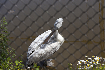 Image showing white pelican