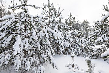 Image showing Snow drifts in winter