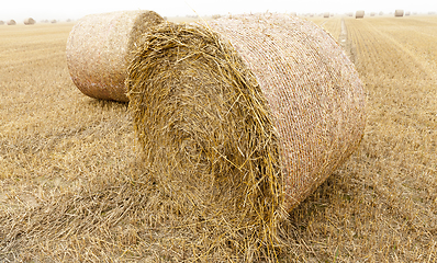 Image showing cylindrical bales of straw