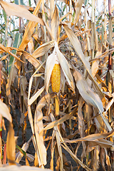 Image showing field of ripe corn