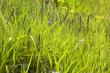 Image showing Green grass, close-up