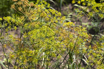 Image showing soft dill umbrellas