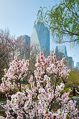 Image showing Yeouido Park in Seoul, Korea