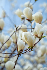 Image showing Blloming flowers on a tree in spring