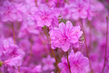 Image showing Rhododendron Mucronulatum Korean Rhododendron flower