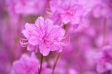 Image showing Rhododendron Mucronulatum Korean Rhododendron flower