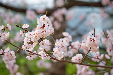 Image showing Blooming sakura cherry blossom