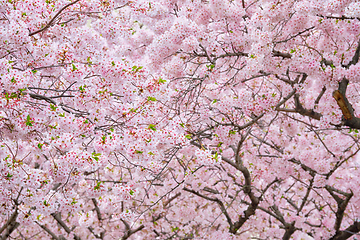 Image showing Blooming sakura cherry blossom