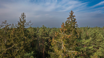 Image showing Drone view og coniferous trees tops