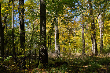 Image showing Old deciduous forest in summer afternoon