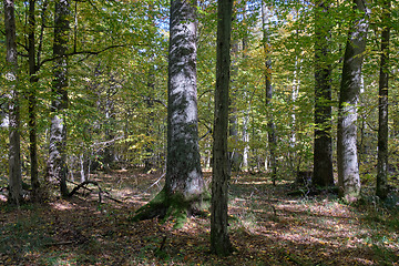 Image showing Old deciduous forest in summer afternoon