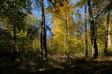 Image showing Old deciduous forest in summer afternoon