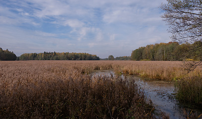Image showing Swampy valley of Lesna River in sunny autumnal day