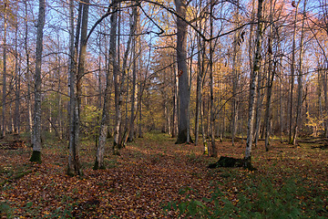 Image showing Autumnal misty sunny in forest