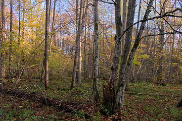 Image showing Autumnal misty sunny in forest