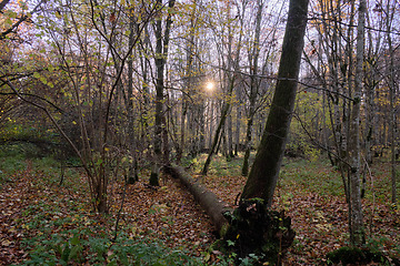 Image showing Autumnal misty morning in forest